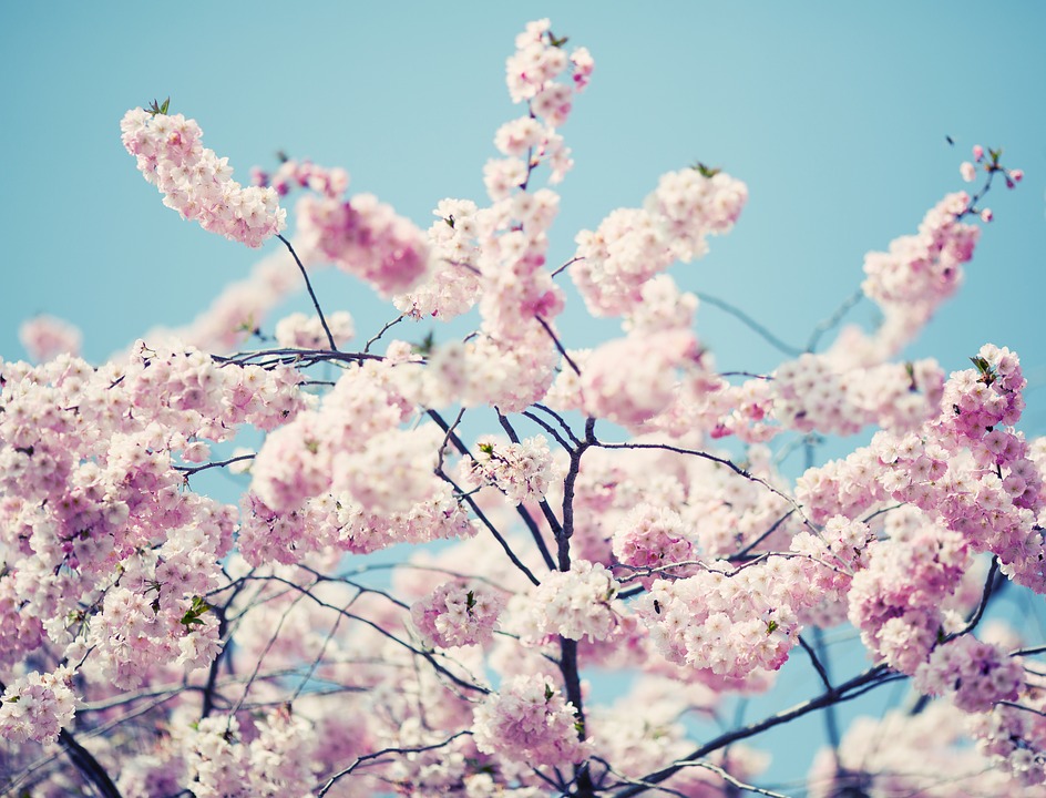 fleurs-oranger